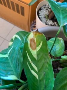 Learn why a calathea plant gets brown spots on its leaves at Houseplant411.com