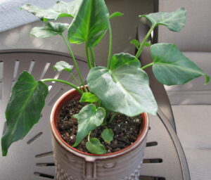 learn to grow and care for a Philodendron Emerald Prince at Huseplant411.com