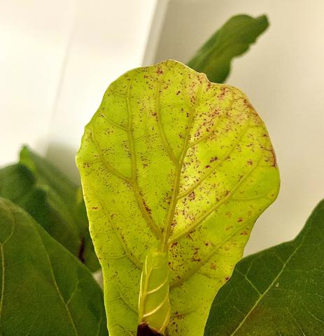 What Causes Brown Spots on Fiddle Leaf - Ficus