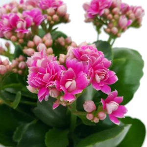 How to identify and grow a Kalanchoe