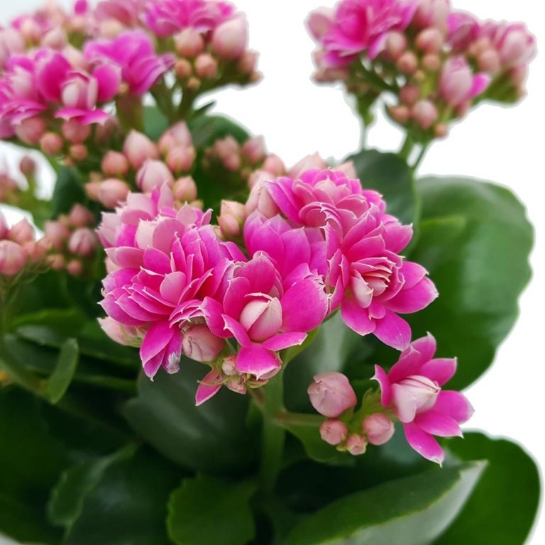 Kalanchoe Plant How to Grow Care Guide Houseplant 411