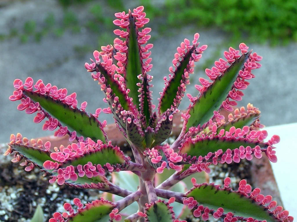 Are Kalanchoes Poisonous Askjudy