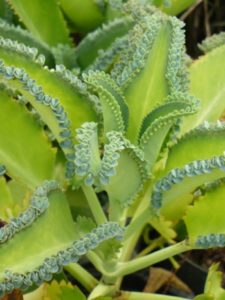 Tiny leaflets cover edges of plant leaves on Kalanchoe Mother of Thousands