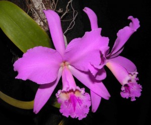 Lavender colored Cattleya Orchid