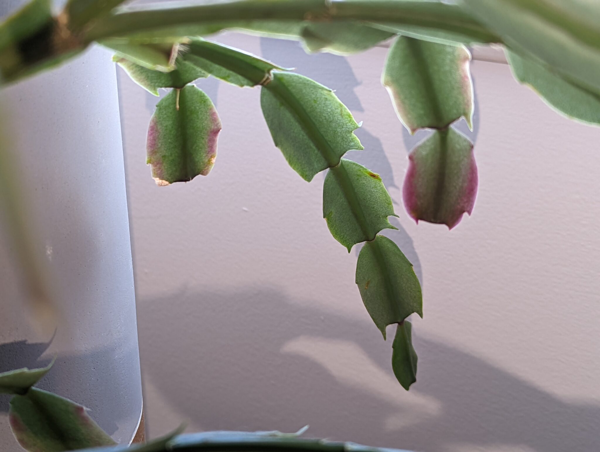 How to Prune a Christmas Cactus Houseplant 411