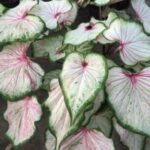 Caladium plant with large, paper thin, white, purple, and green heart shaped leaves.