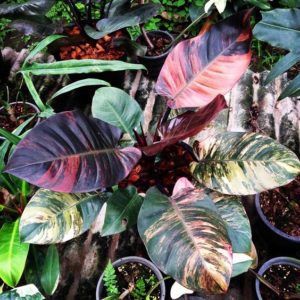 Philodendron hybrid with red, black, green, and white leaves