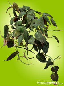 Learn to identify, grow, and care for a philodendron micas