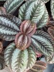 Furrowed. bronze, red, and green leaves on Pilea "Norfolk"