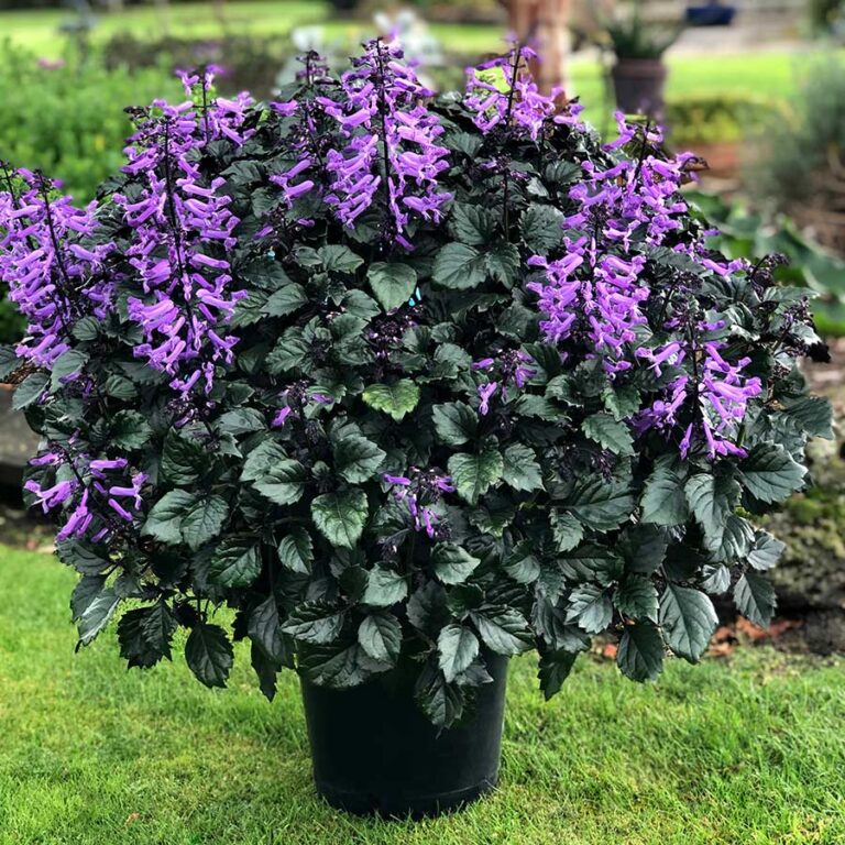 Swedish Ivy Care Effortless Elegance for Indoor Landscapes