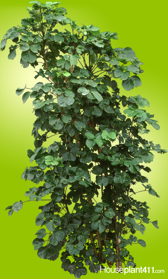 Aralia Plant - How to Grow Care - Ming Aralia