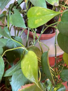 Pothos plant turning yellow and losing the green color in its heart shaped leaves.