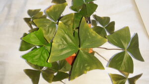 Learn why a green Shamrock plant is dying and how to help make this clover looking plant, with white flowers, grow better.