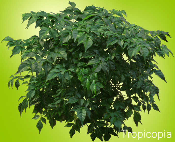 China Doll Plants How to Grow Care Guide Radermachera Houseplant