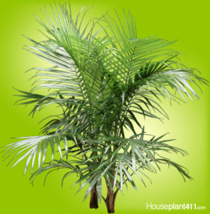 Long green fronds on Majesty Palm