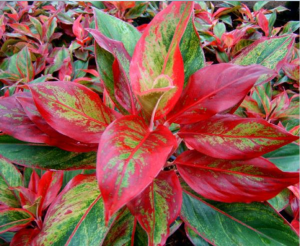 Bright red and green Chinese Evergreen plant.