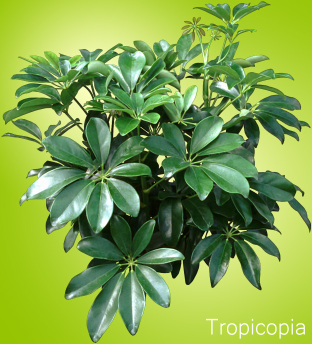 hawaiian schefflera how to grow care arboricola houseplant 411