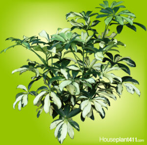 Learn how to identify, grow, and care for a Hawaiian Schefflera Arboricola
