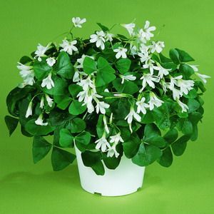 Shamrock Plant with green leaves and white flowers