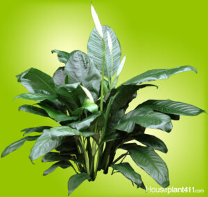 White flower and green Peace Lily