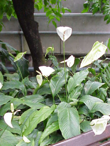 White flower bracts on Peace Lily Plant