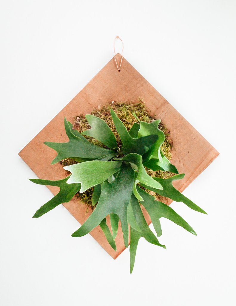 How to Mount a Staghorn Fern