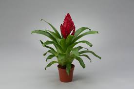 How to identify and care for a Vriesea" Bromeliad.