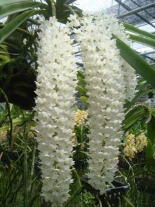 White cascading Vanda Orchid Plant