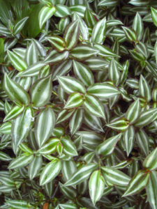 Purple, green, and white Wandering Jew Plant
