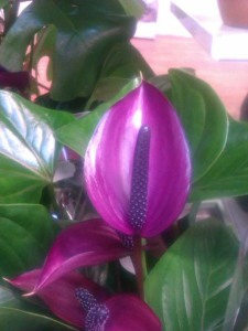 Purple Anthurium Plant
