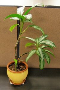 How to prune a leggy Chinese evergreen plant