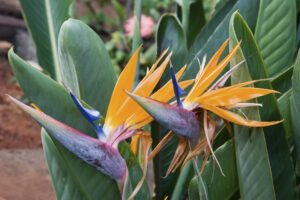 How to identify and care for an outdoor bird of paradise plant