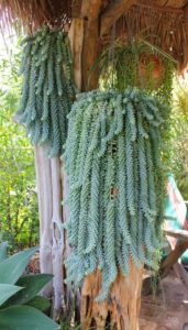Thick, over lapping, blue green Burro's' Tail Plant
