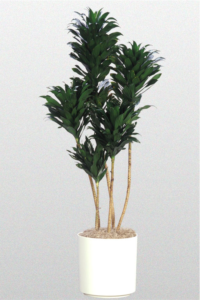 Learn how to propagate a dracaena compacta with bare stems at askjudy@houseplant411.com