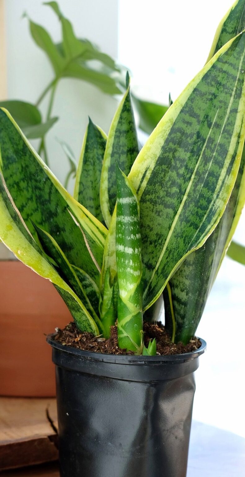 How to Propagate a Sansevieria-Snake Plant
