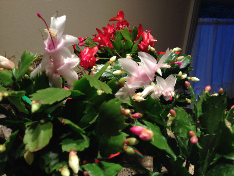 Houseplant zygocactus houseplant411 Christmas Cactus - How to Grow Care - Zygocactus | Houseplant 411