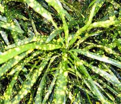 Learn how to identify, grow, and care for a croton gold dust