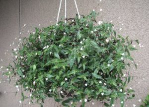 How to identify and care for a bridal veil plant