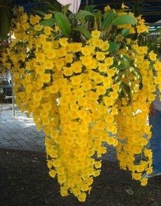 Dendrobium Orchid plant with bright yellow flowers draping down.