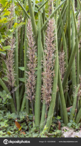 Learn how to identify a Sansevieria cylindrica.