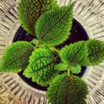 Quilted bright green and dark brown, scalloped leaves on Pilea Moon Valley plant - Houseplant411