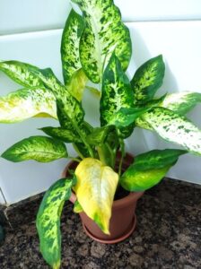 Dieffenbachia plant with yellow leaves