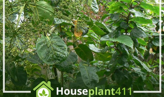 A versatile houseplant: An Aralia Plant - Balfour displaying its unique foliage and easy-going nature, perfect for beginner and experienced plant parents alike.