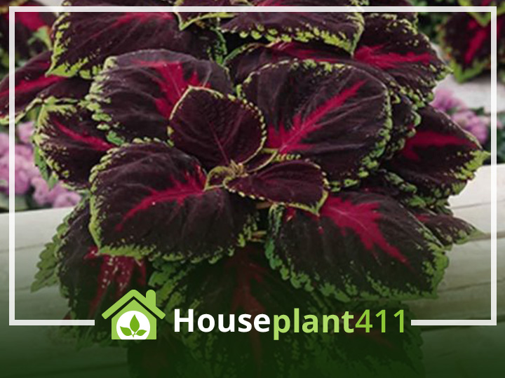 Learn how to identify, grow, and care for a coleus plant.