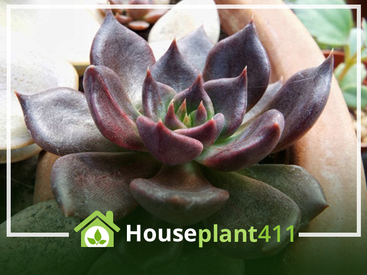 A close-up photo of a succulent Echeveria plant with plump, purple leaves in a terracotta pot. The leaves are tightly packed in a rosette formation and have a powdery blue bloom on their surface.