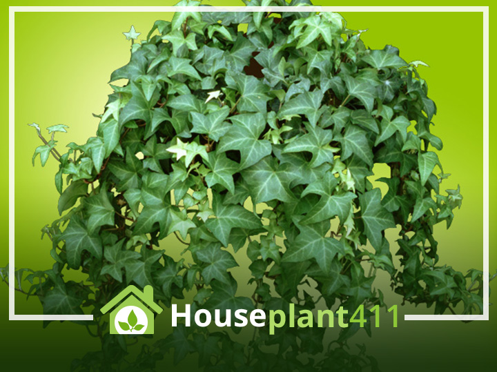An English Ivy plant is a draping plant with small. green, leathery leaves.