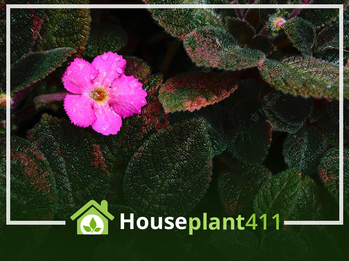 Colorful, textured leaves and small, bright pink flowers on an Episcia Plant