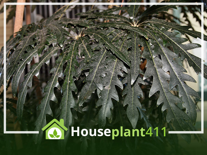 A close-up photo of a False Aralia plant. The plant has large, glossy leaves with ruffled edges, arranged in a spiral pattern on the stem. Some leaves are variegated with light and dark green shades. The plant is potted in a decorative ceramic pot.