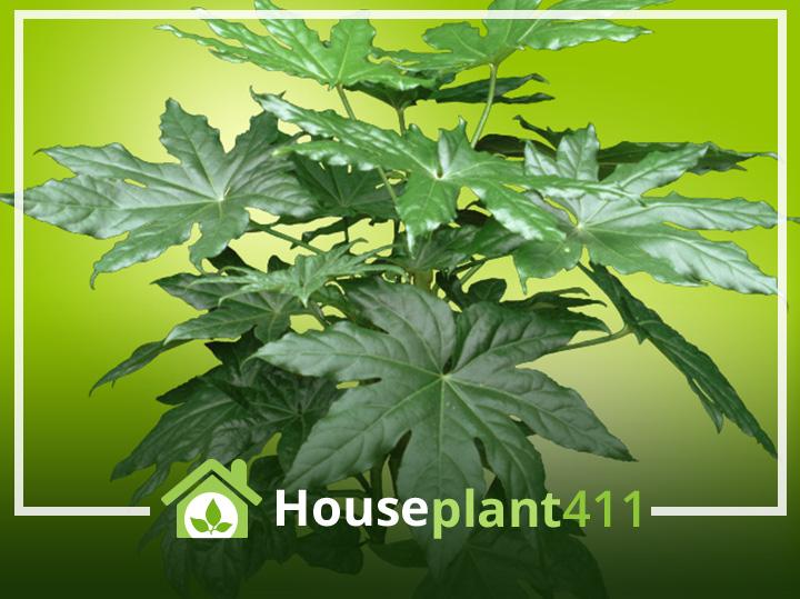A Fatsia plant is a upright green plant with shiny, leathery, palmate (handshaped) leaves.