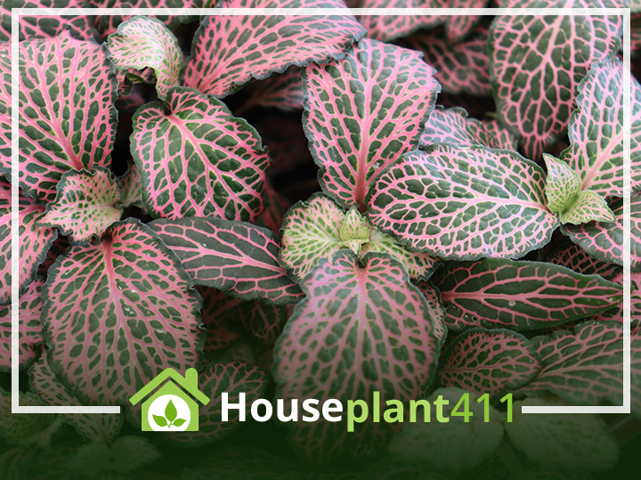 Identify a Nerve plant, Fittonia, by its small green leaves with bright pink veins.